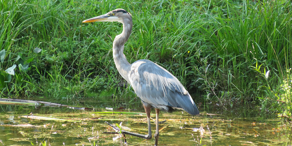 Birding Trail