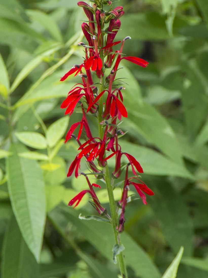 Cardinal Flower