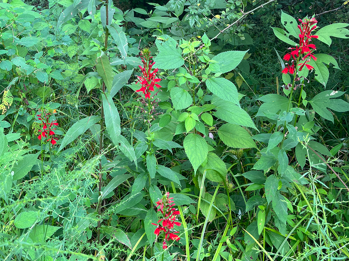 POM Aug 23 Cardinal Flower