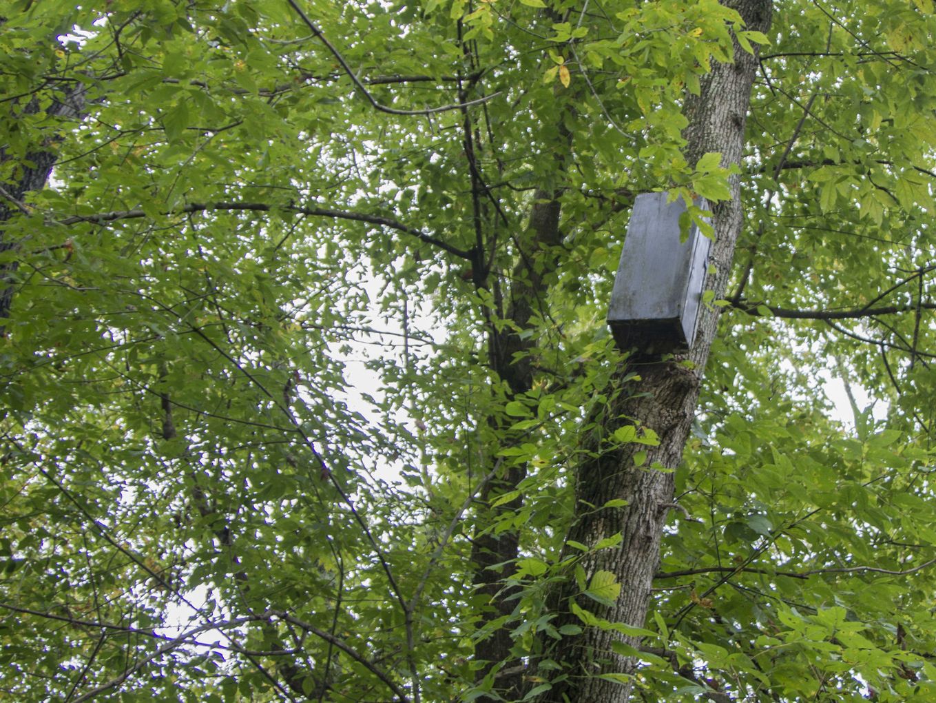 Bat Boxes